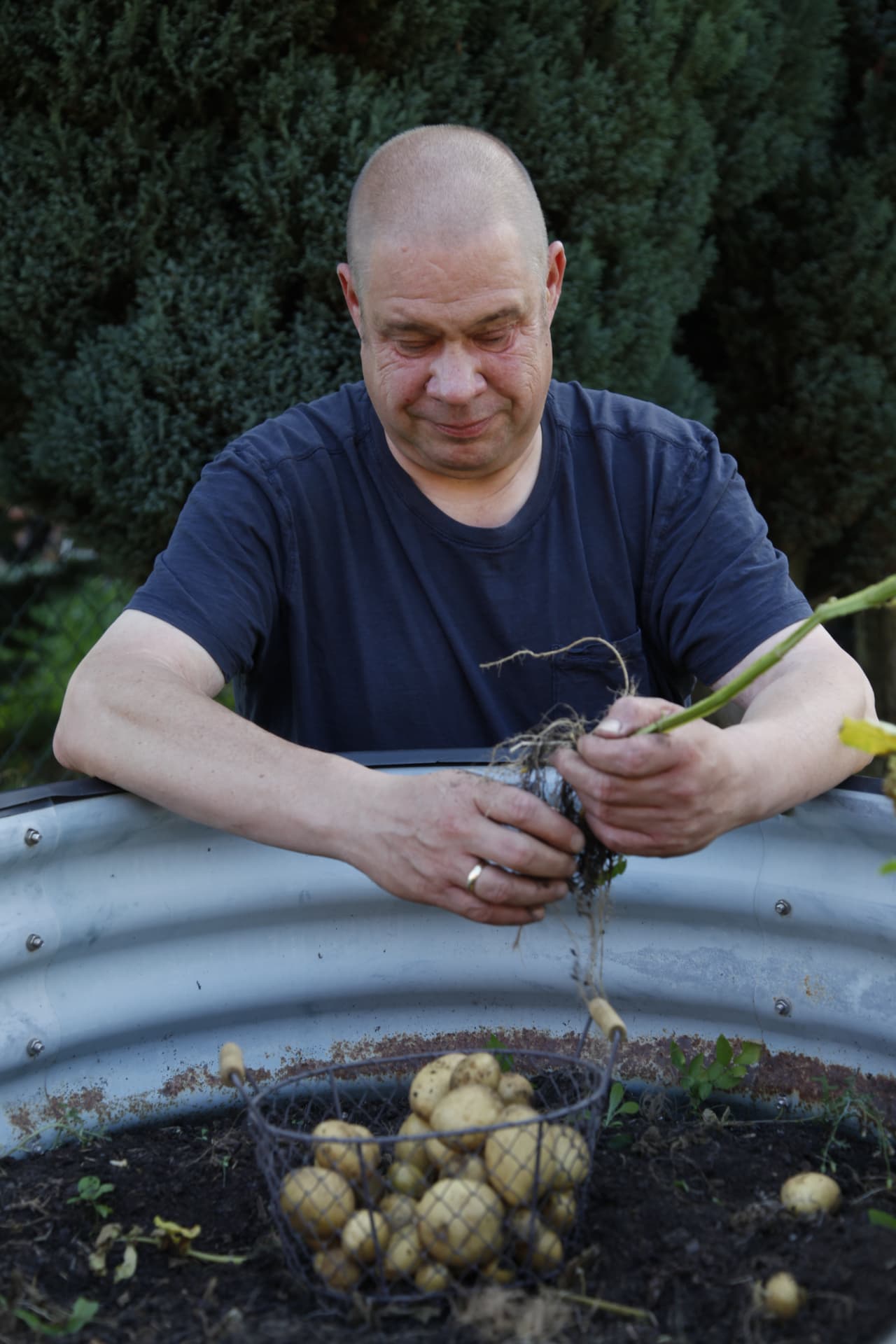 Wittich Schobert bei der Kartoffelernte im Garten